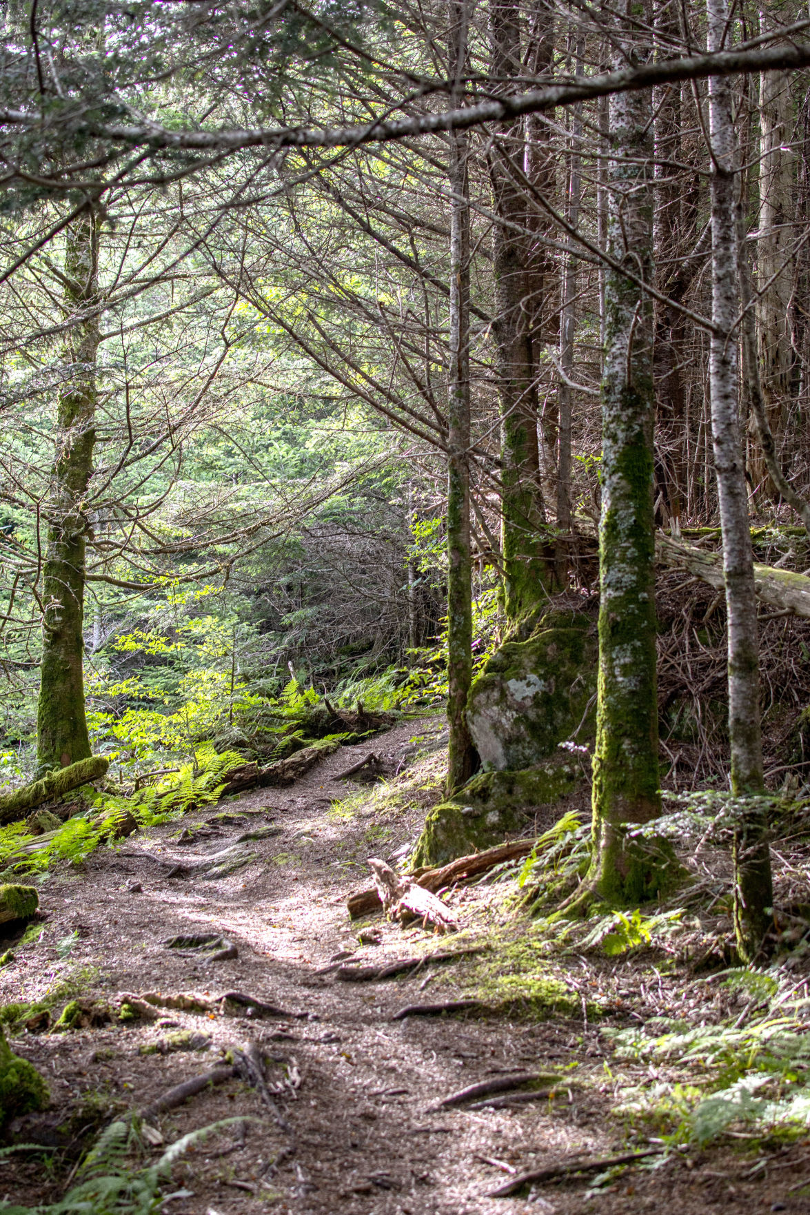 Richland Balsam Path.jpg